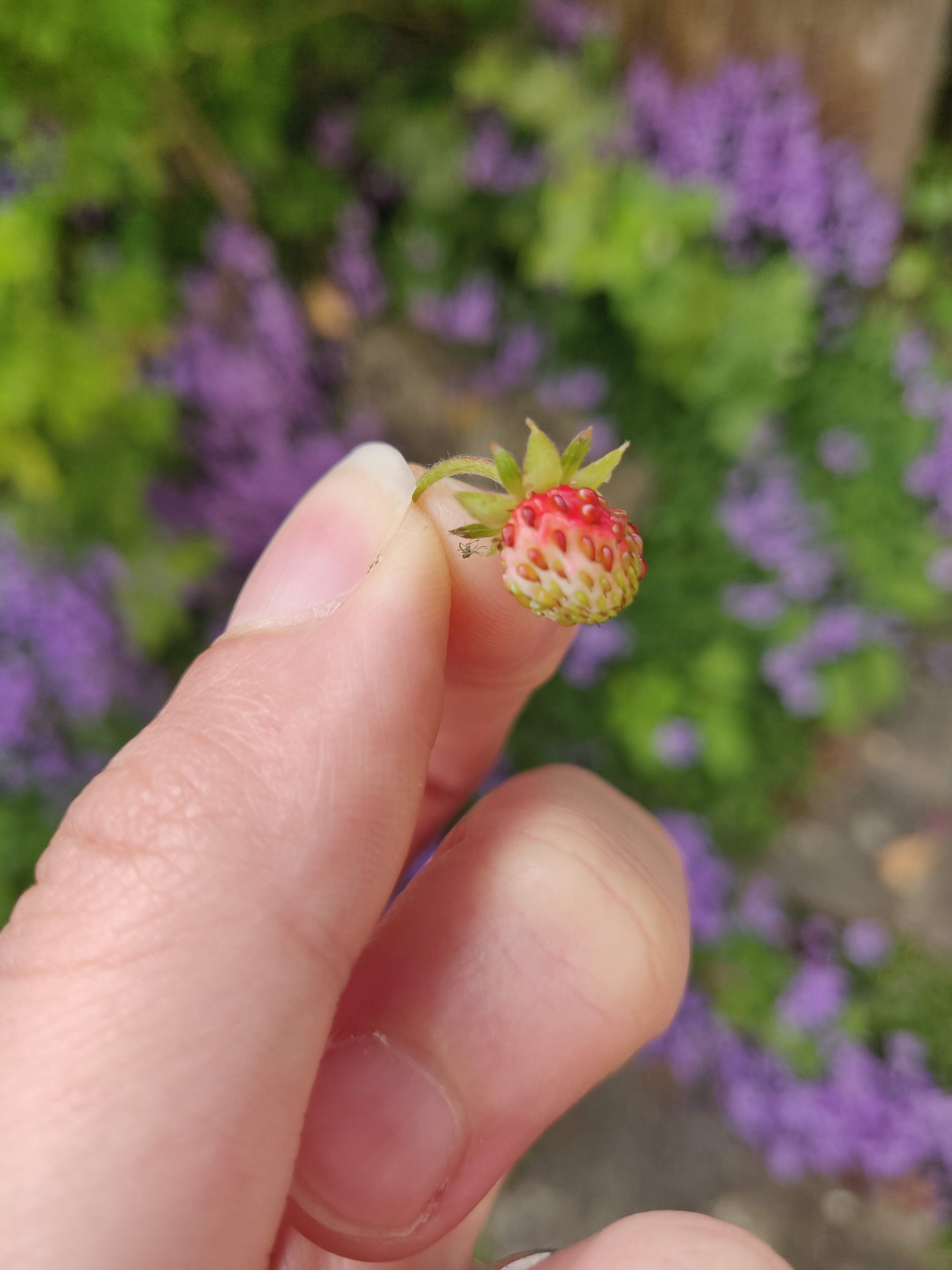 Feasting on garden produce