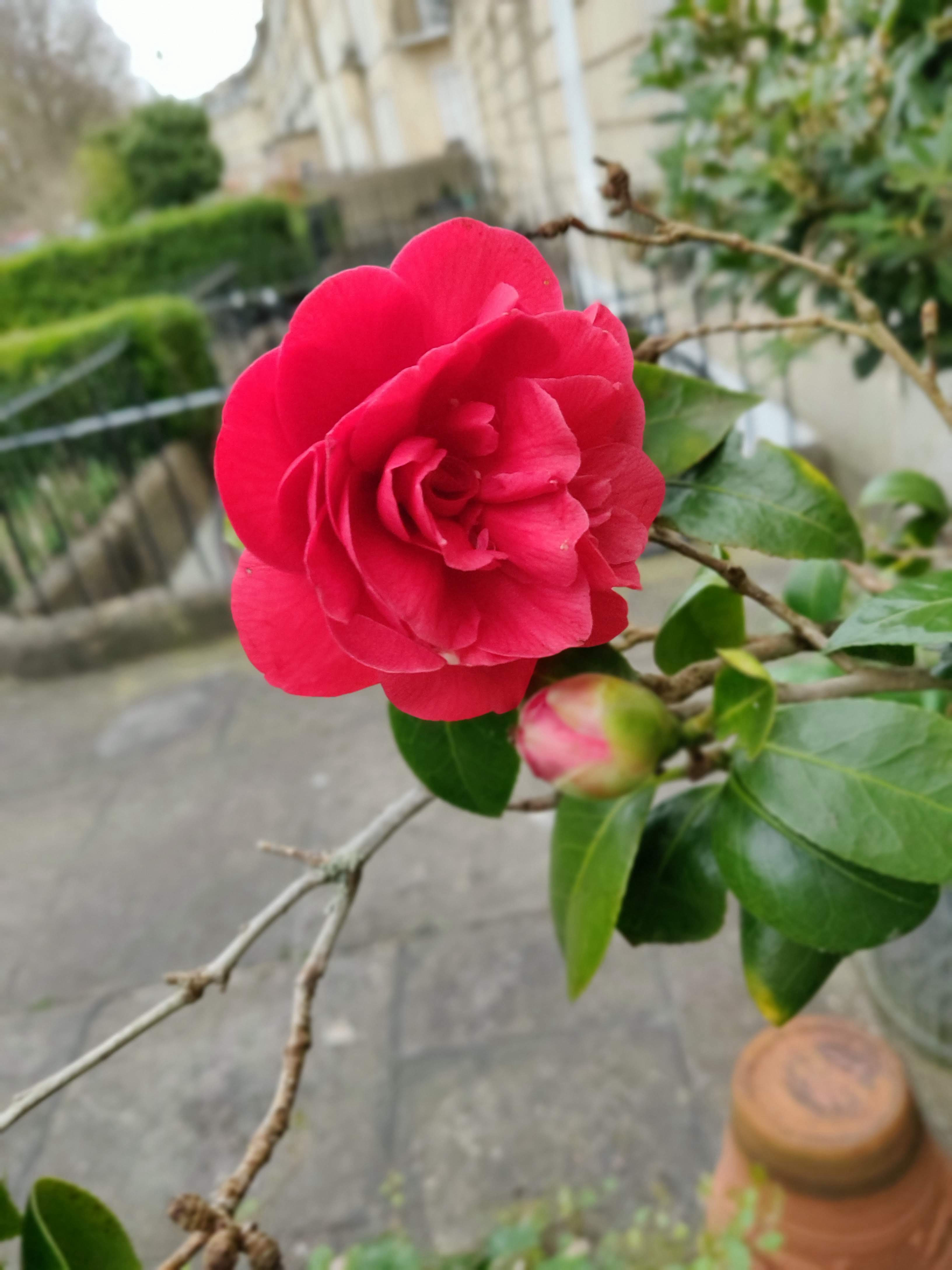Roses in the front garden